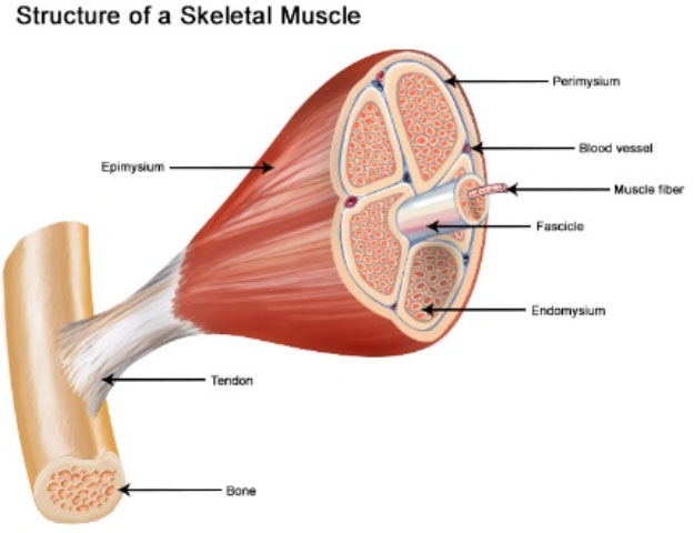 Treat Your Muscles to a Massage