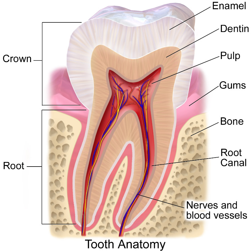 What Your Teeth Know