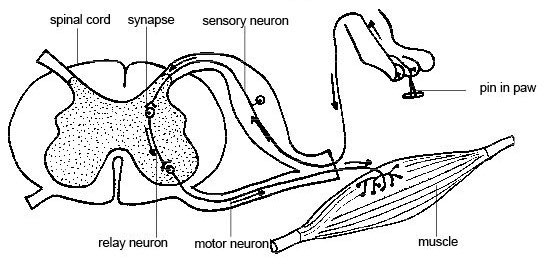 The Wonders of Walking