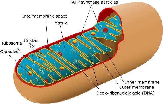 Stressed Out Mitochondria